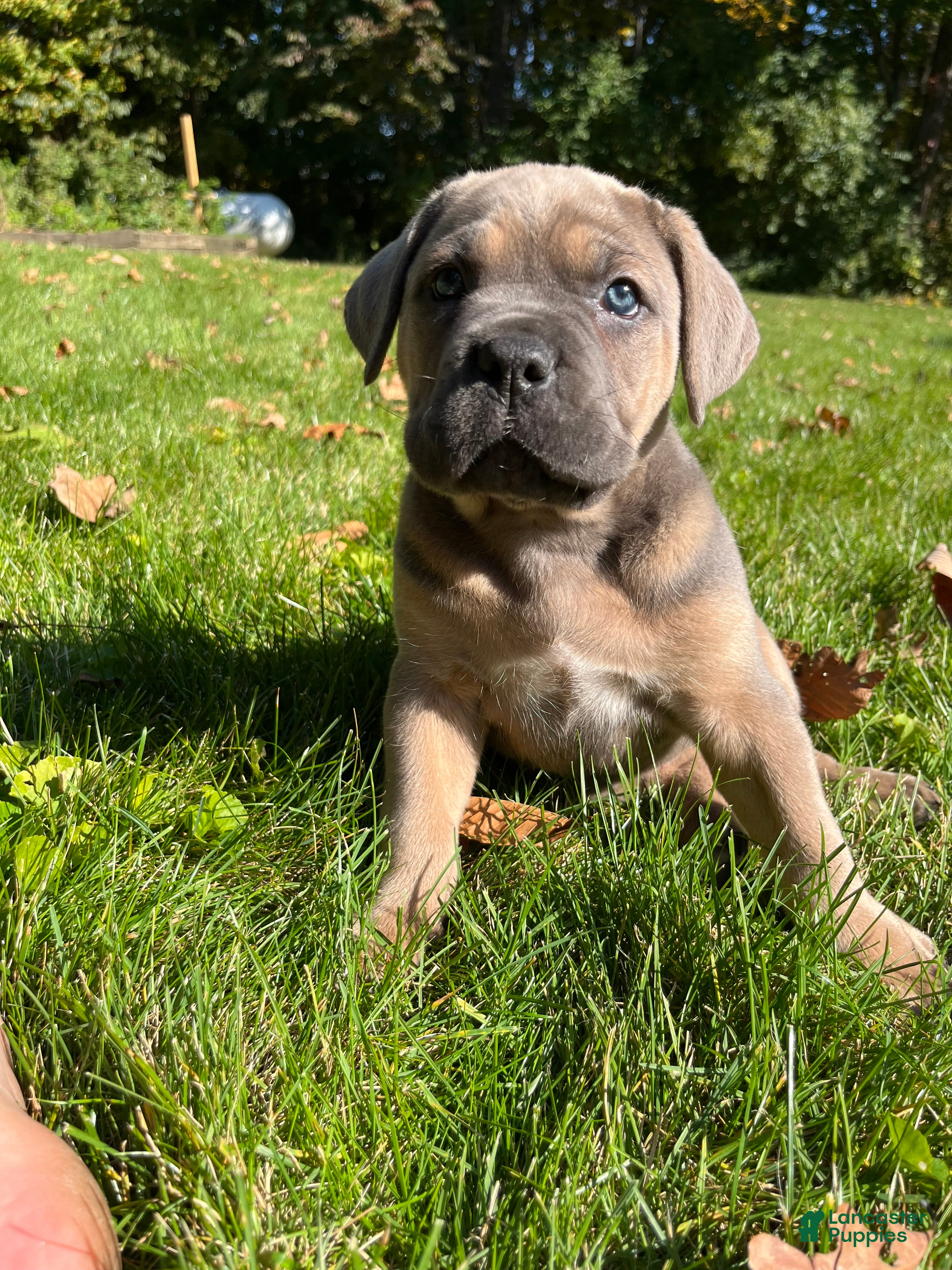 Cane Corso dogs for sale: Mino - Ad 1