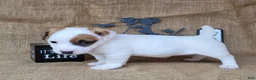 Jack Russell Terrier dogs for sale: NASH purebred CKC Registered  - Ad 7