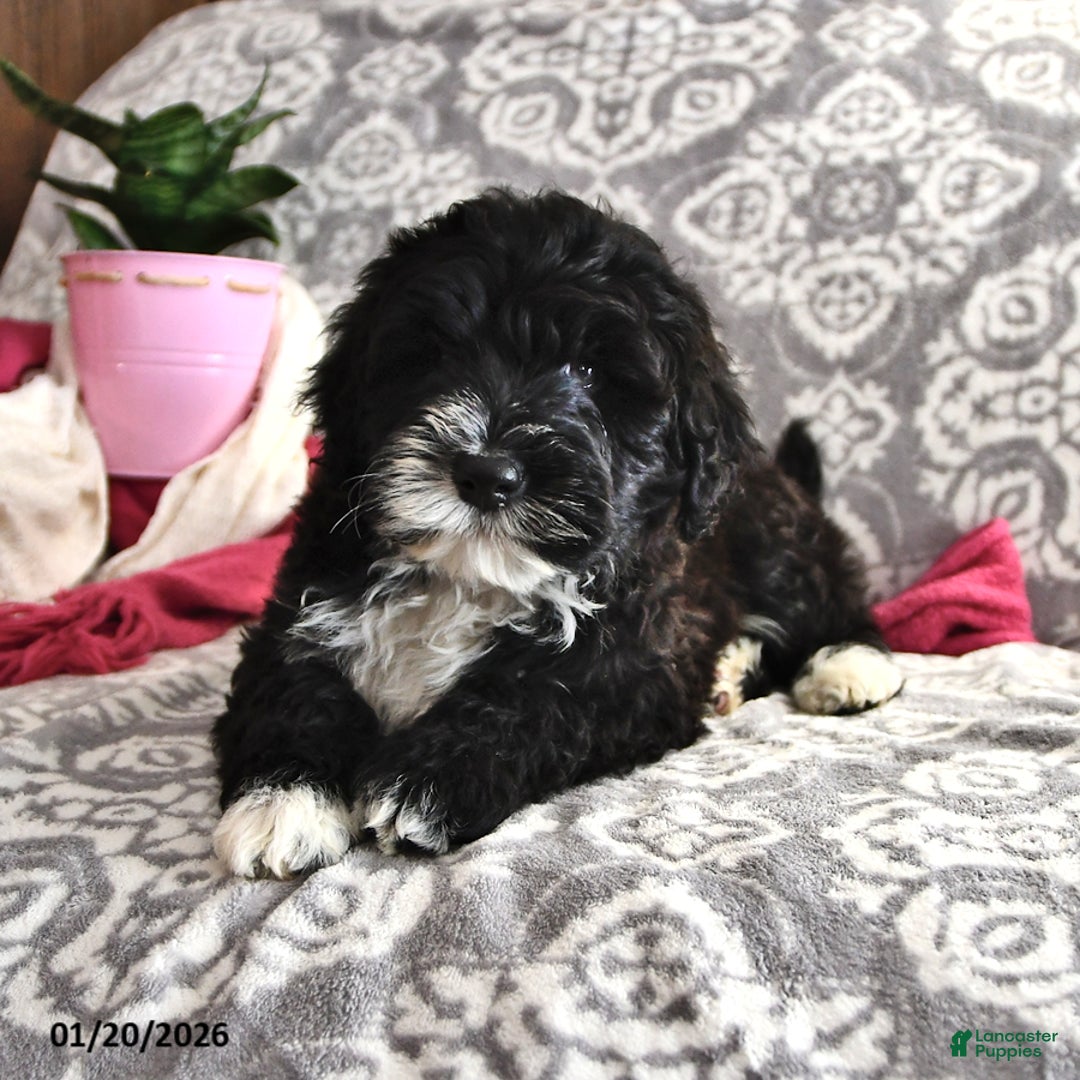 Portuguese Water Dog dogs for sale: Disco - Ad 4