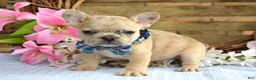 French Bulldog dogs for sale: Finn  - Ad 10