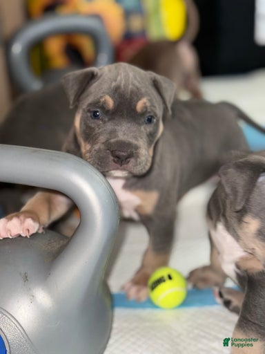 Gallery Image {{count}}