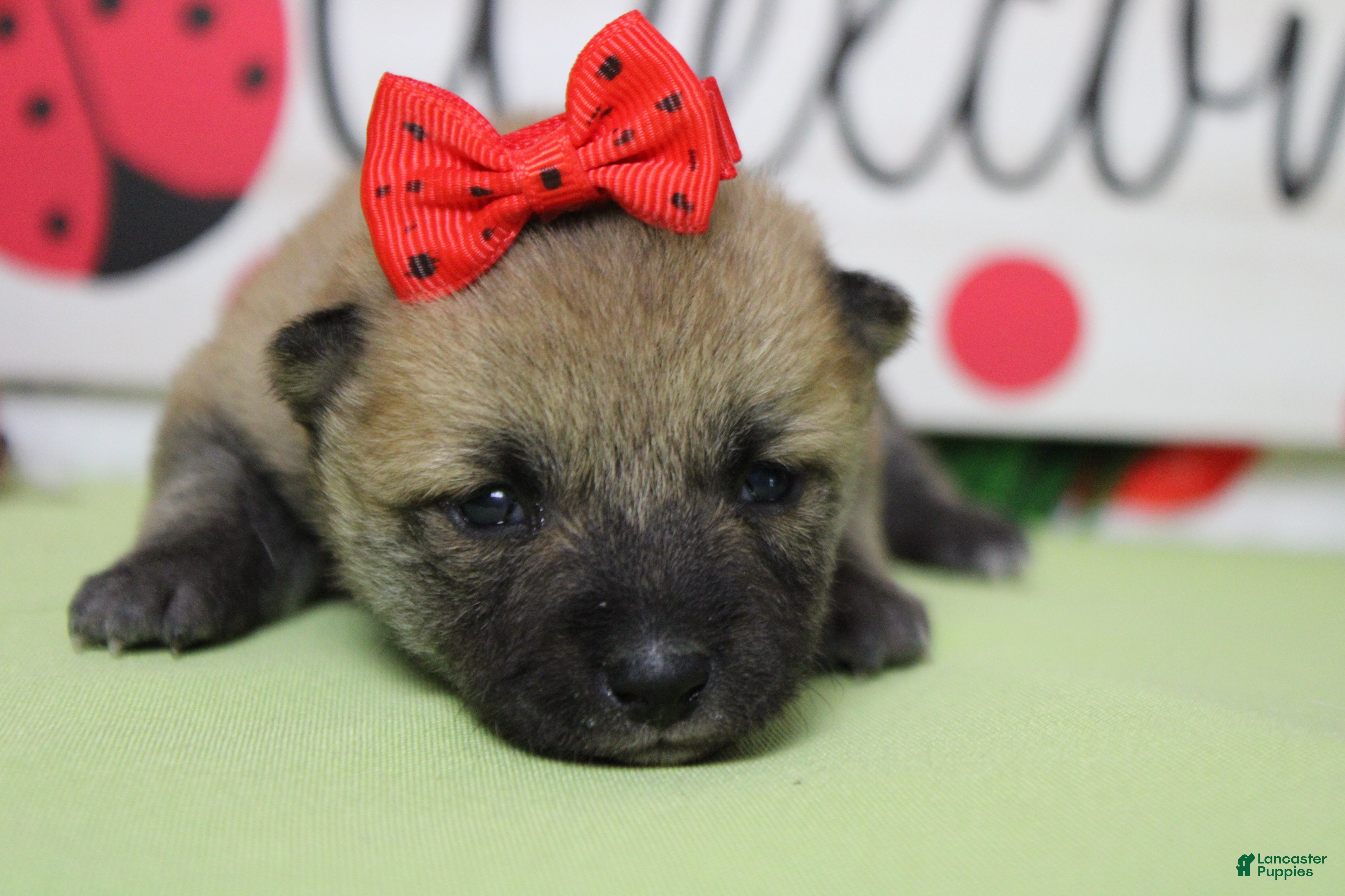 Shiba Inu dogs Janis - Ad 2