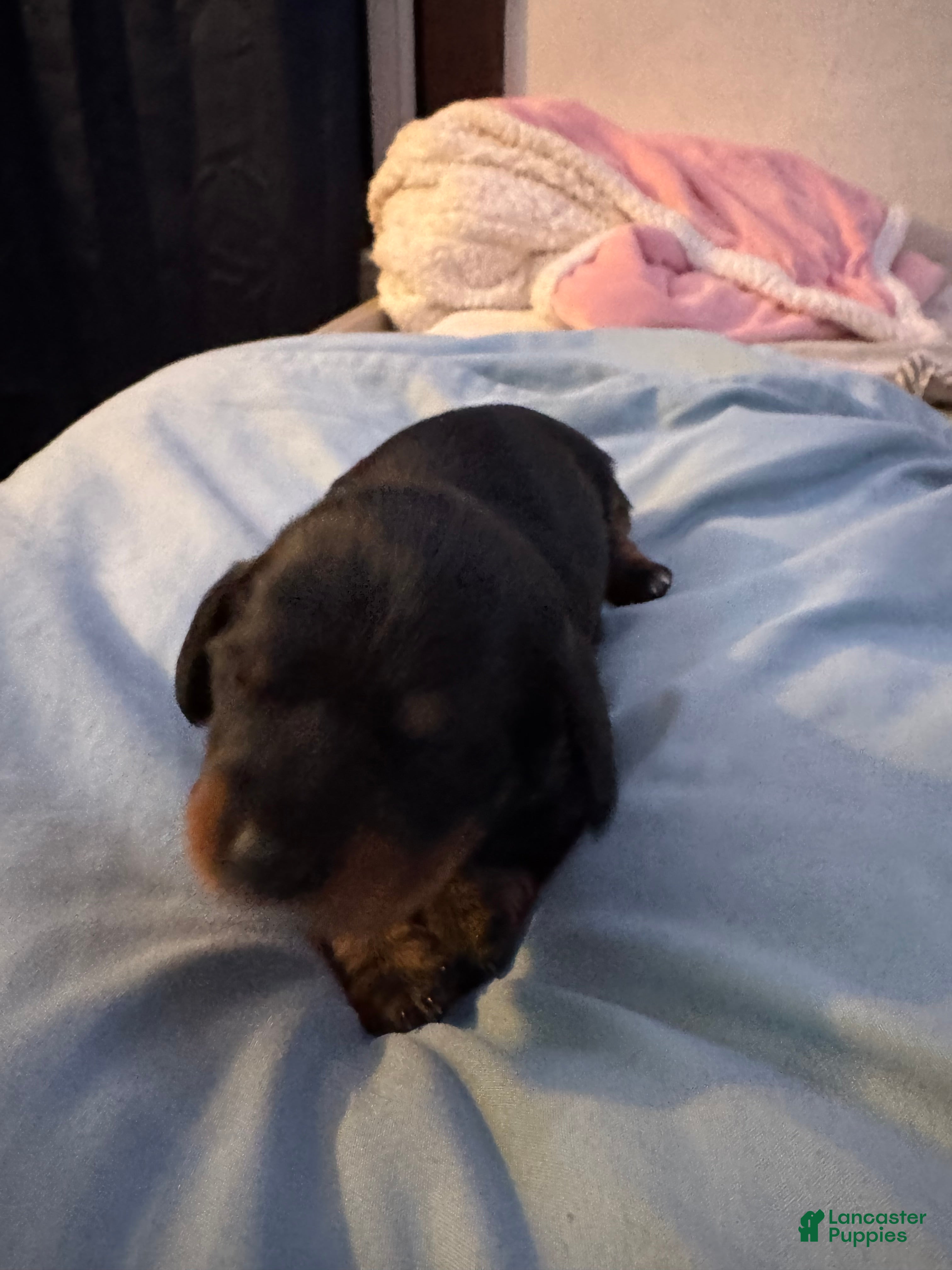 Dachshund dogs Dachshund Puppy 2 - Ad 38