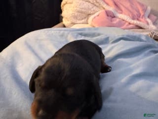 Dachshund dogs Dachshund Puppy 2(Milo) - Ad 39