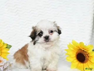 Malshi dogs for sale: Blake - Ad 4