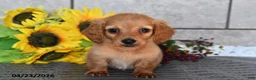 Miniature Dachshund dogs for sale: Ollie - Ad 4