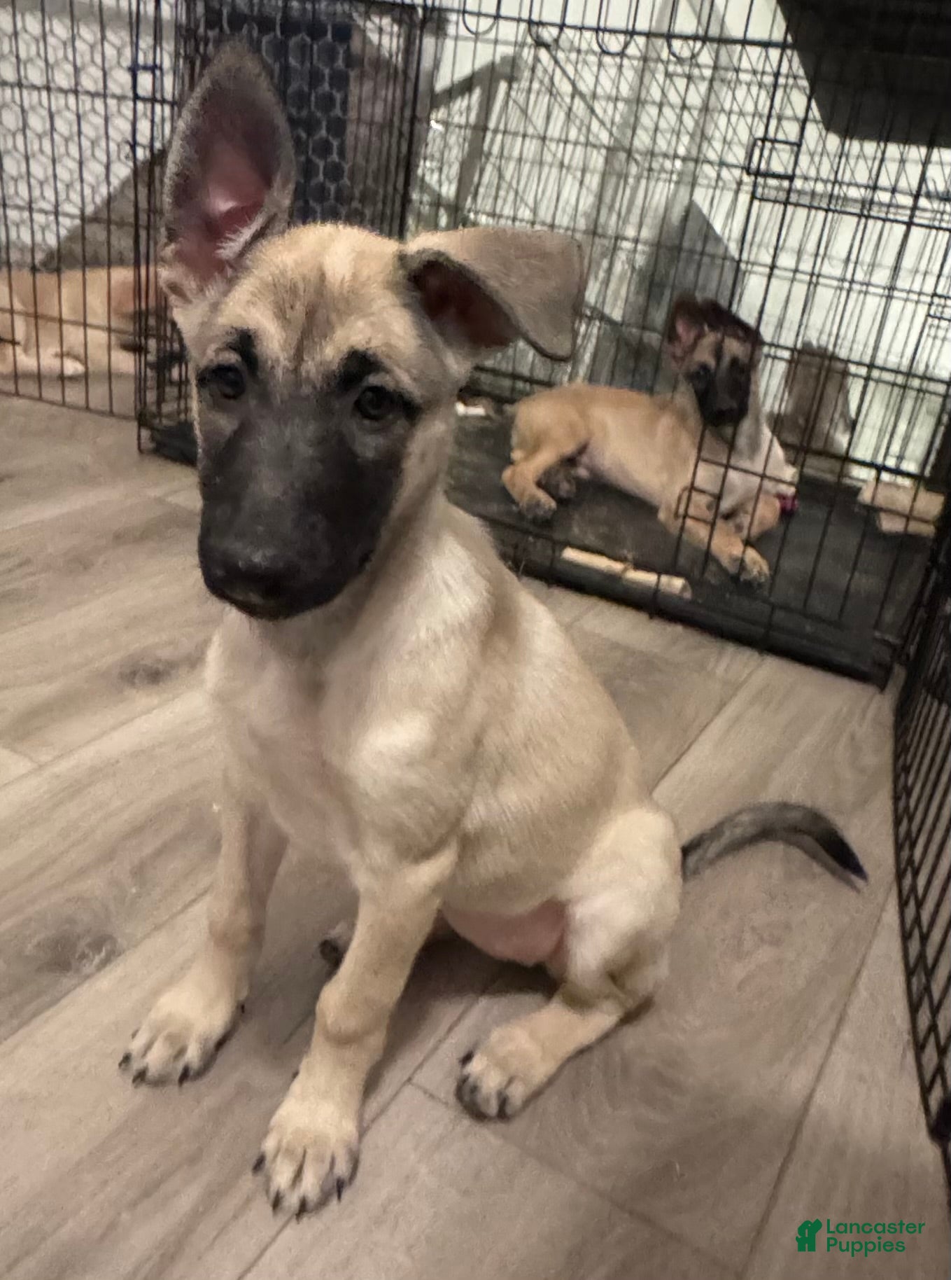 Mixed Breed dogs for sale: Stella - Ad 2