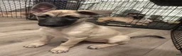 Mixed Breed dogs for sale: Stella - Ad 2