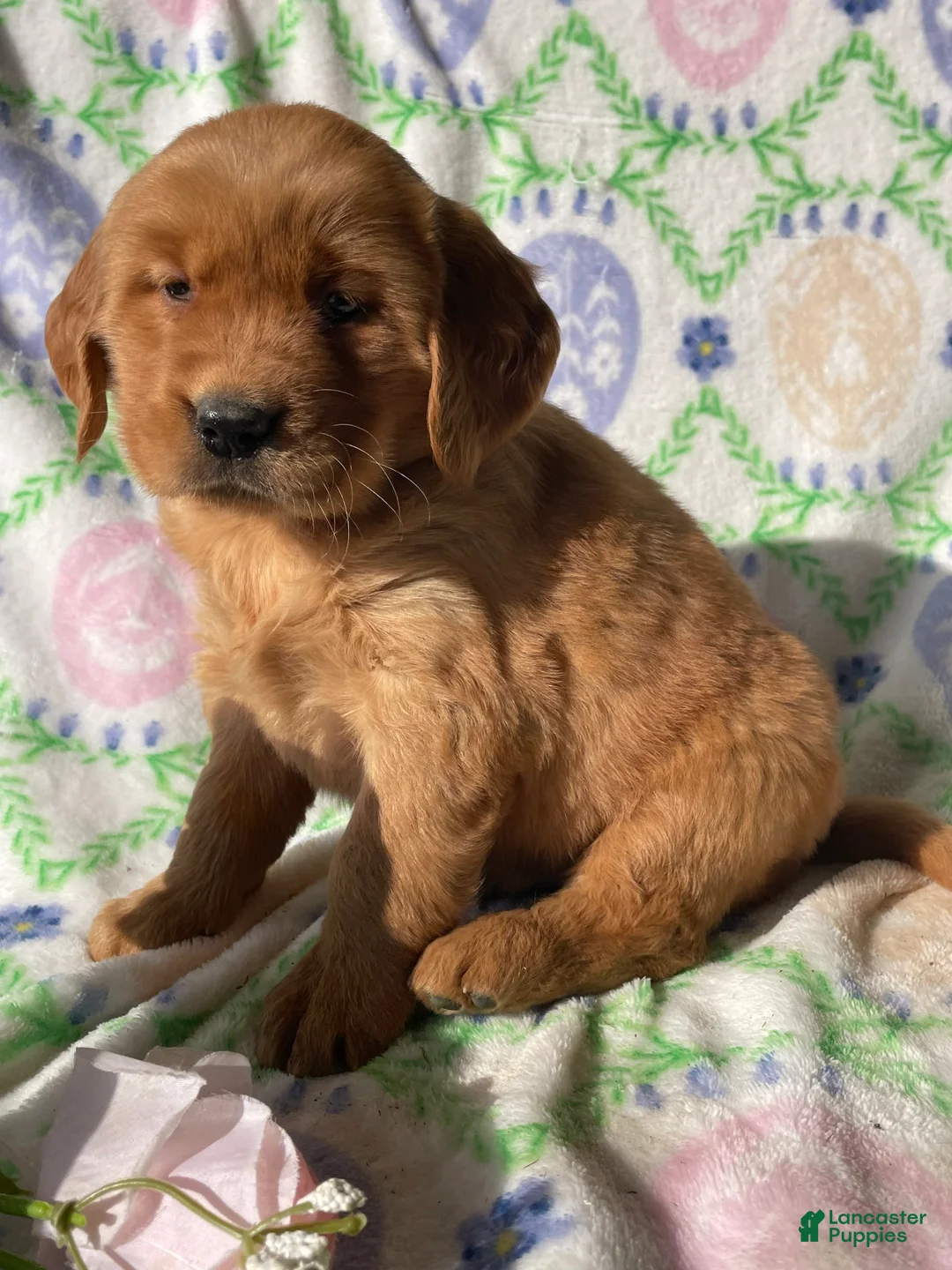 Golden Retriever dogs for sale: Russell - Ad 4