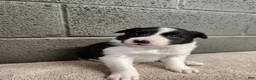 Border Collie dogs for sale: Tiger - Pure Breed Border Collie  - Ad 5