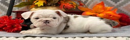 English Bulldog dogs for sale: Nadia - Ad 2