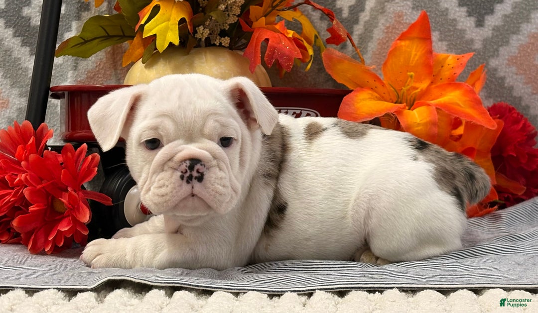 English Bulldog dogs for sale: Nadia - Ad 2