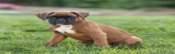 Boxer dogs for sale: Narissa Boxer  - Ad 3