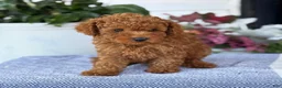 Toy Poodle dogs for sale: Mickey - Ad 12