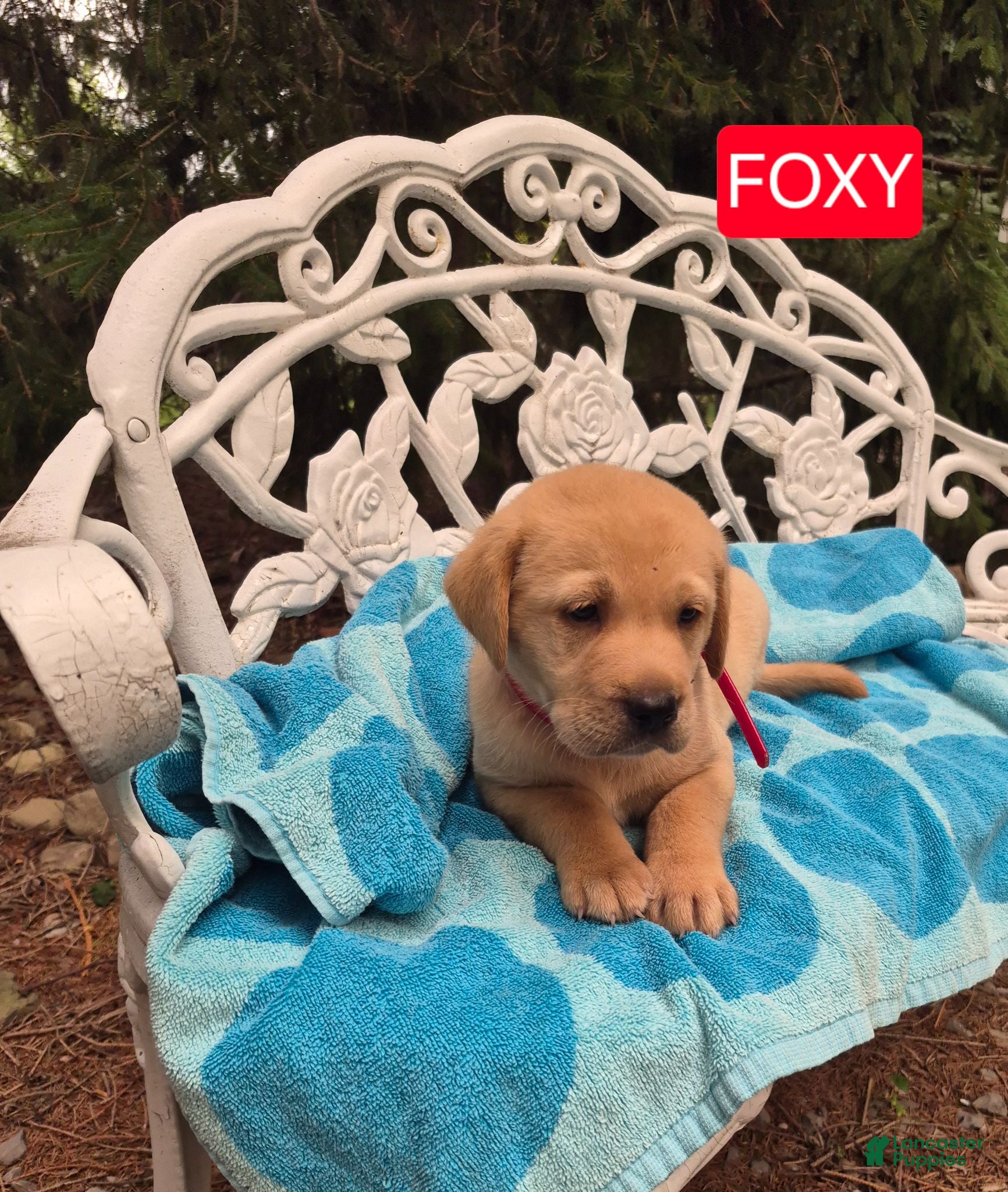Labrador Retriever dogs Foxy - Ad 2