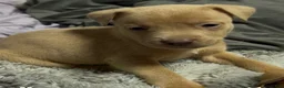 Mixed Breed dogs for sale: Boy 1  - Ad 3