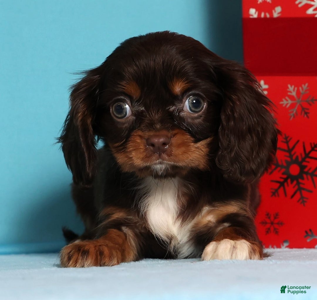 Cavalier King Charles Spaniel dogs for sale: Jingle - Ad 3