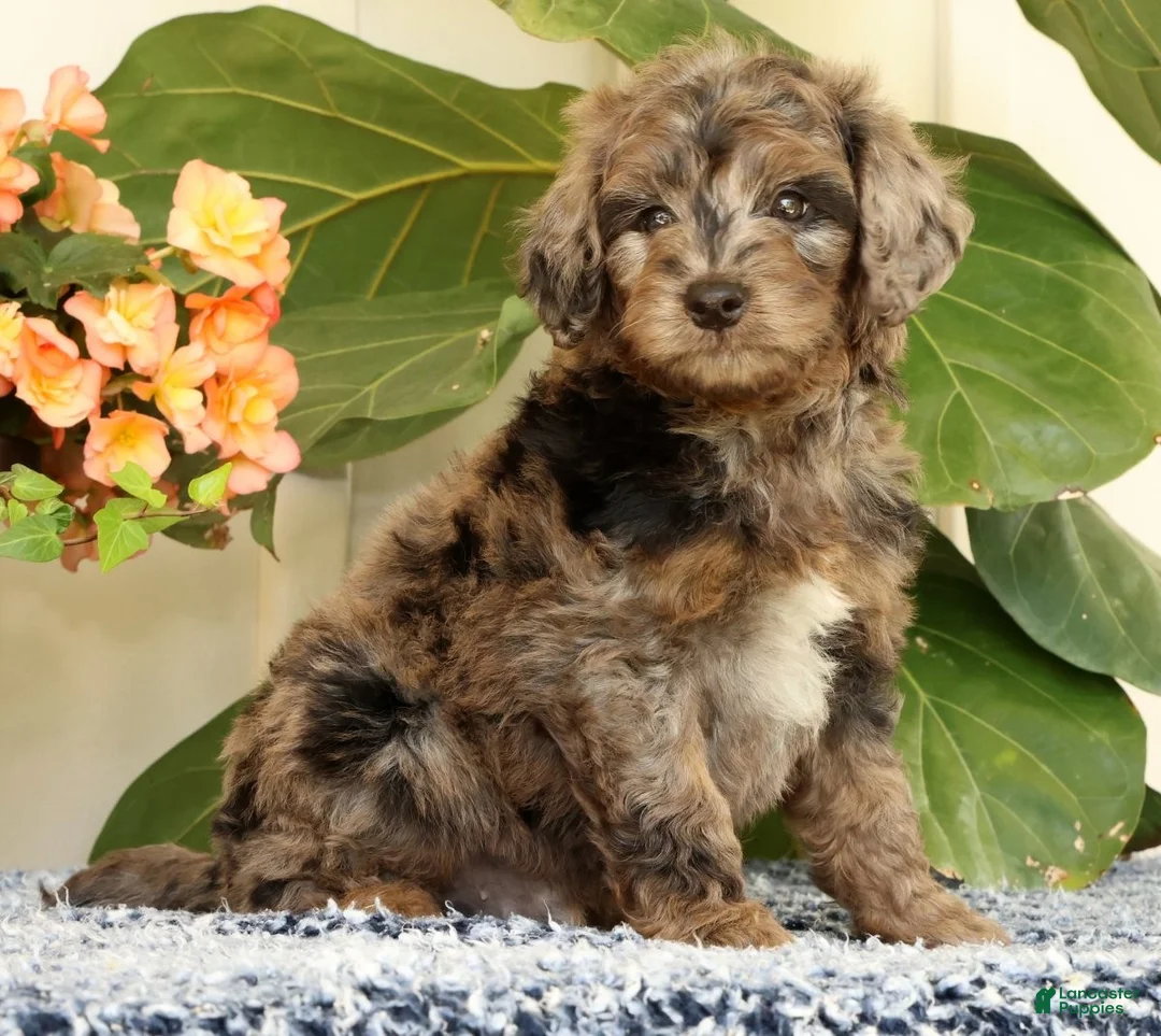 Mini Goldendoodle dogs for sale: Cliff - Ad 1