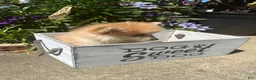 Pomsky dogs for sale: Ryder - Ad 2