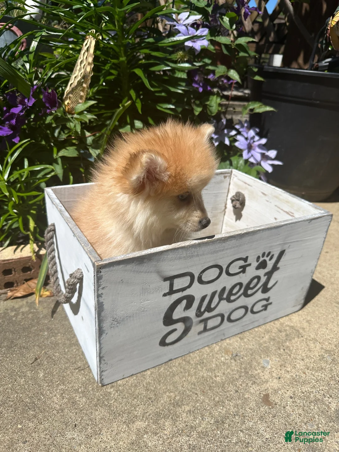 Pomsky dogs for sale: Ryder - Ad 2