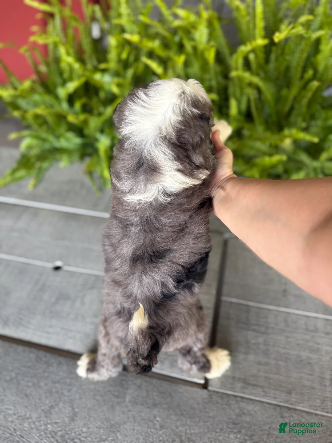 Double Doodle dogs for sale: Henry - Ad 2