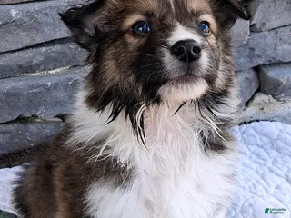 Scotch Collie dogs Winton - Ad 4