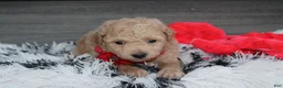 Bichpoo dogs for sale: Kelby - Ad 11