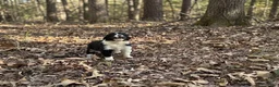 Border Collie dogs for sale: Pepper - Ad 3