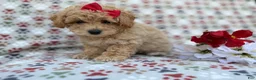Bichpoo dogs for sale: Winnie - Ad 9