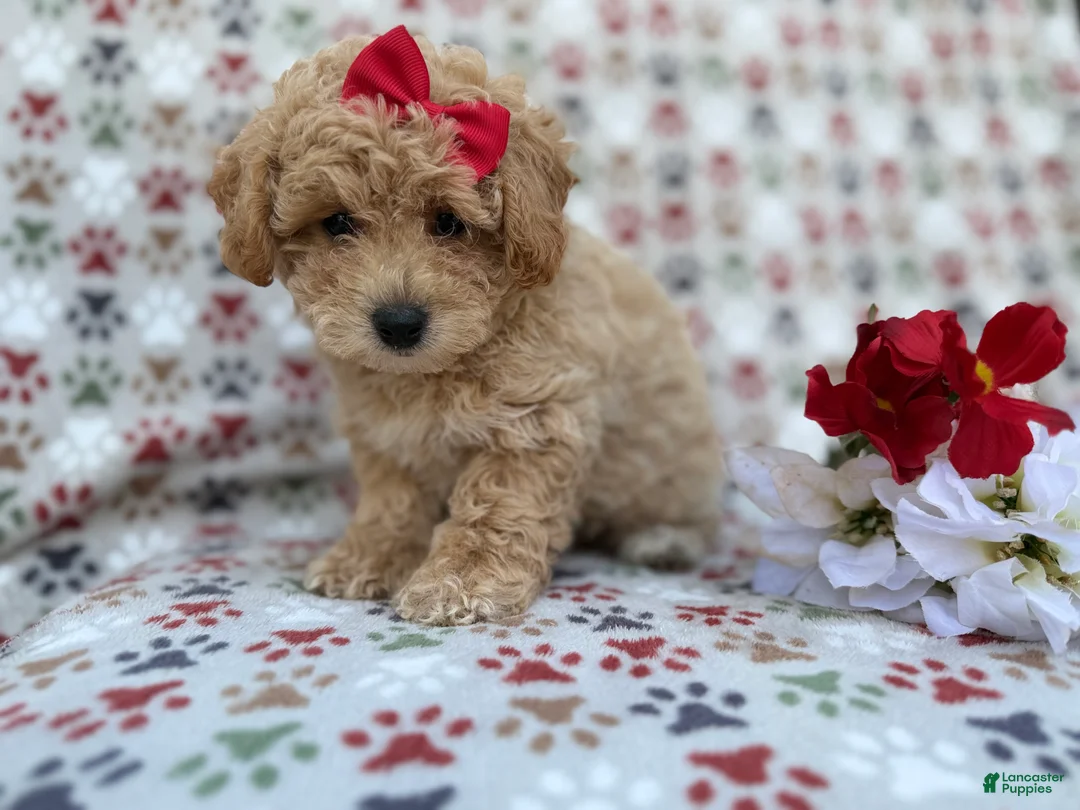 Bichpoo dogs for sale: Winnie - Ad 9