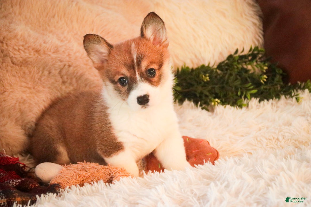 Welsh Corgi Pembroke dogs for sale: Waffle - Ad 8