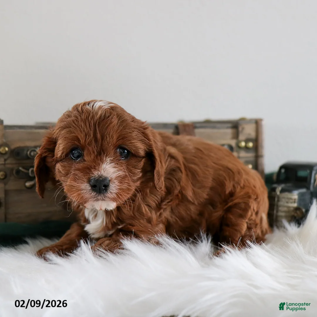 Cavapoo dogs for sale: Bella   - Ad 4