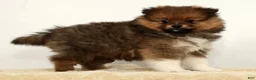 Pomeranian dogs for sale: Bella - Ad 6