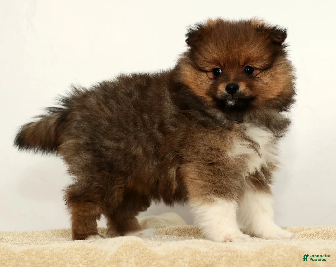 Pomeranian dogs for sale: Bella - Ad 6
