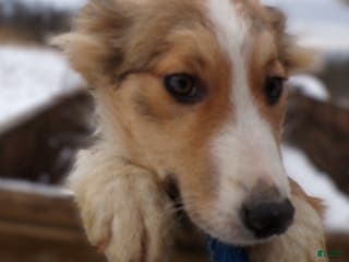 Mixed Breed dogs Mixed Breed Puppy 5 Lassie - Ad 20
