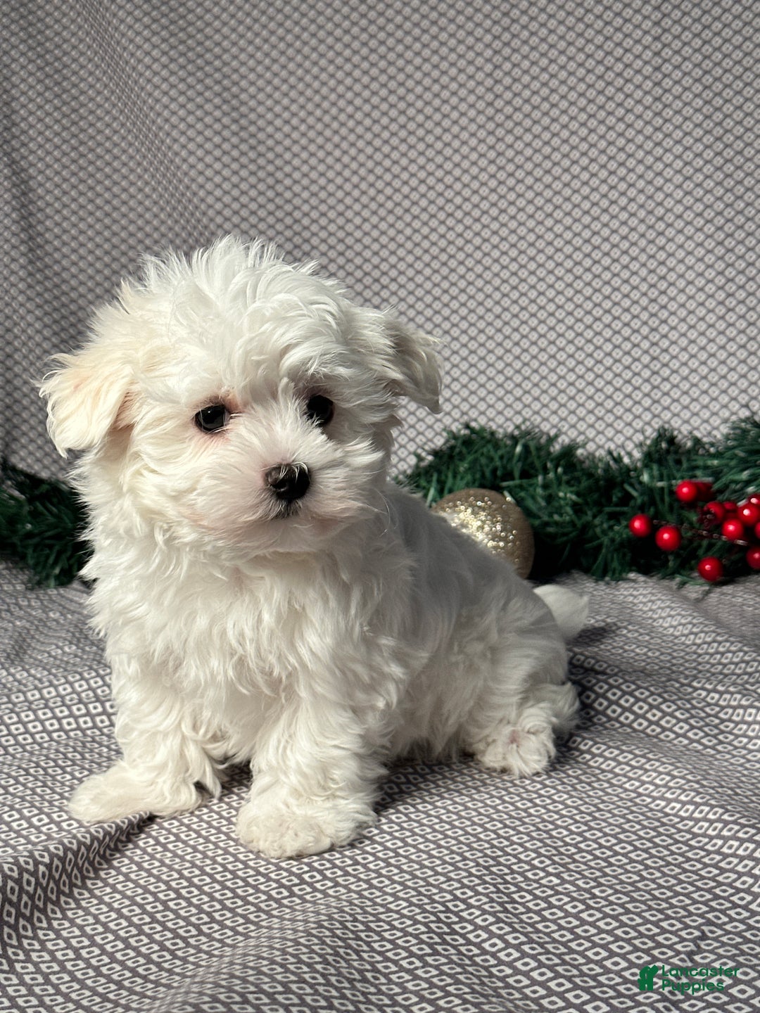 Maltese dogs for sale: James - Ad 4