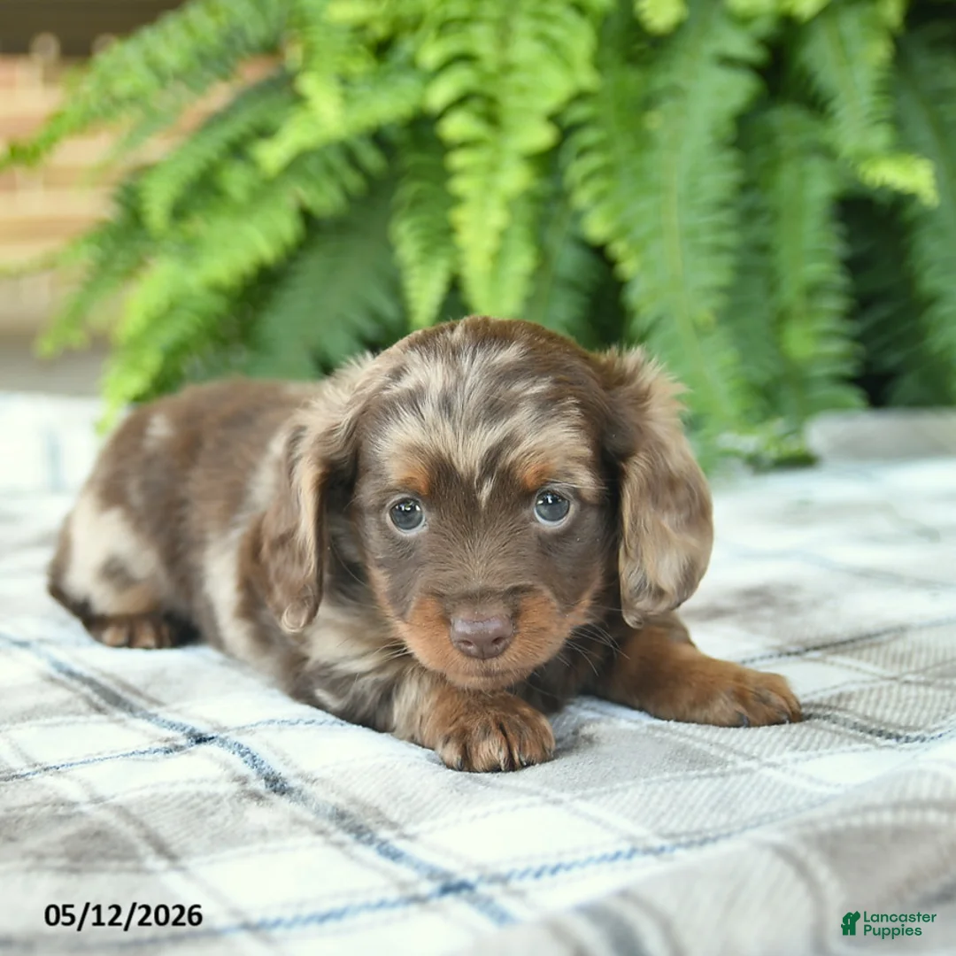 Miniature Dachshund dogs for sale: Quinn  - Ad 5