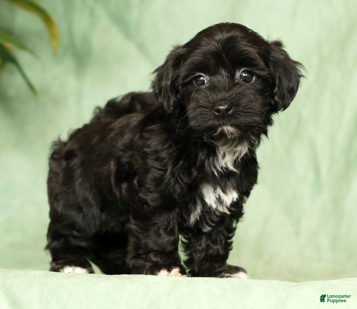 Havapoo dogs Talia - Ad 2