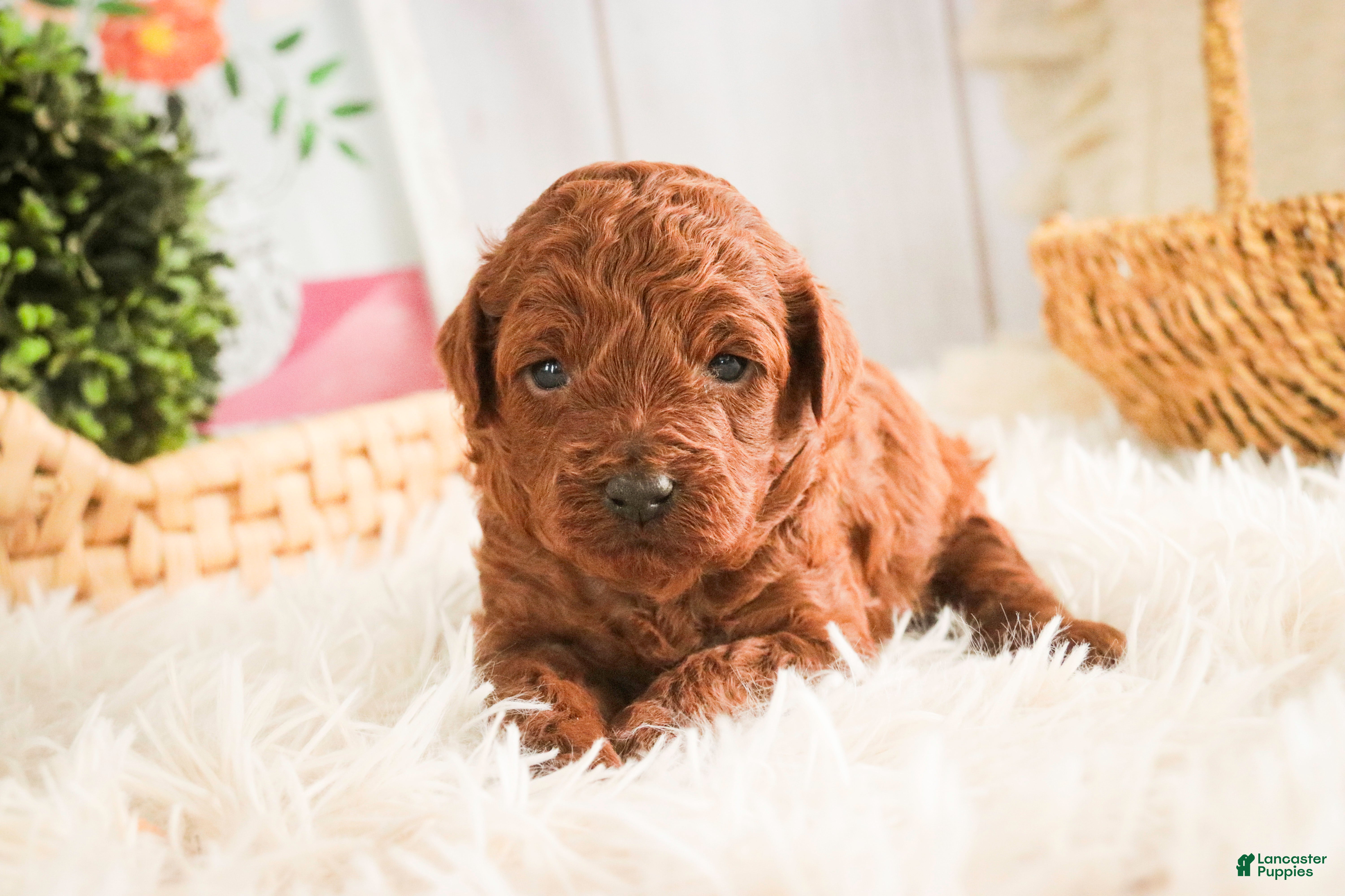 Miniature Poodle dogs Clara - Ad 2