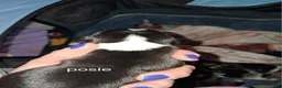 Mixed Breed dogs for sale: Posie  - Ad 1