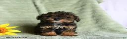 Toy Poodle dogs for sale: Kendall - Ad 3
