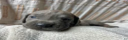 Great Dane dogs for sale: Lorenzo - Ad 4