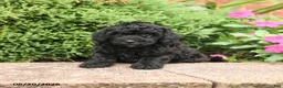 Miniature Poodle dogs for sale: Stella - Ad 2