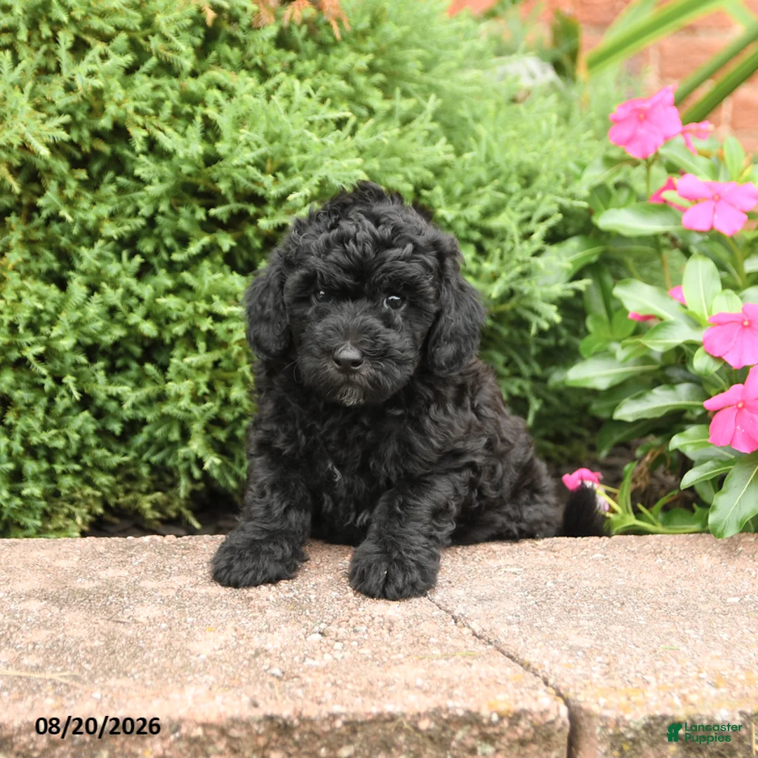 Miniature Poodle dogs for sale: Stella - Ad 2