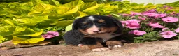 Bernese Mountain Dog dogs for sale: Bubbles - Ad 4