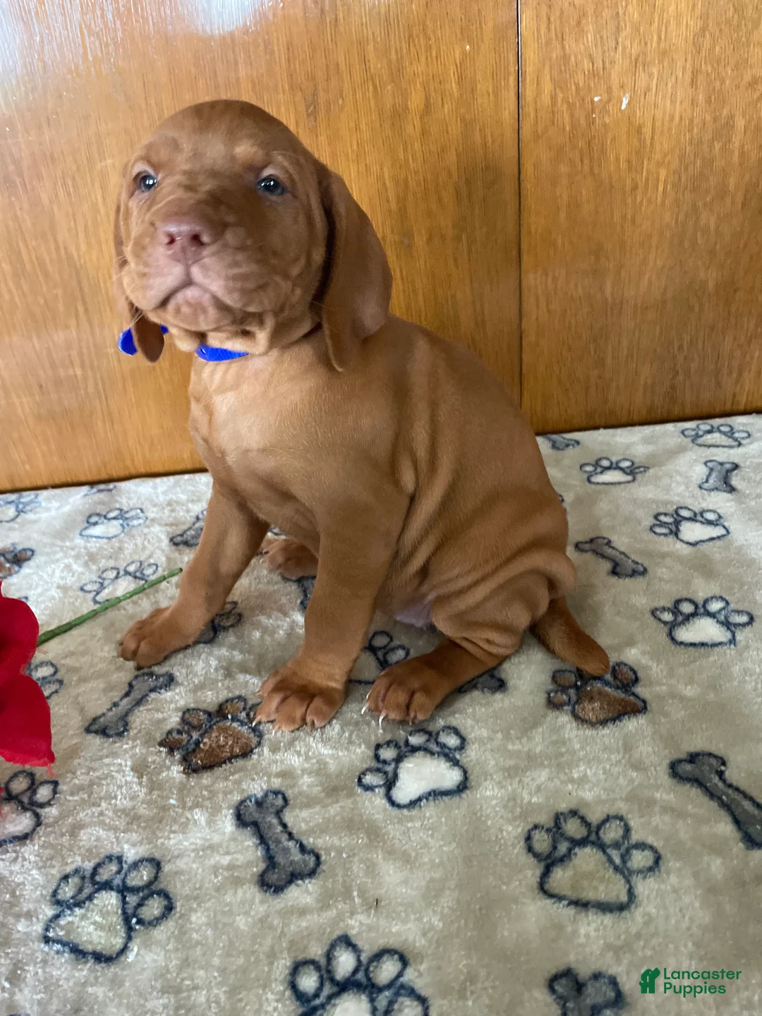 Vizsla dogs for sale: Brandy - Ad 3