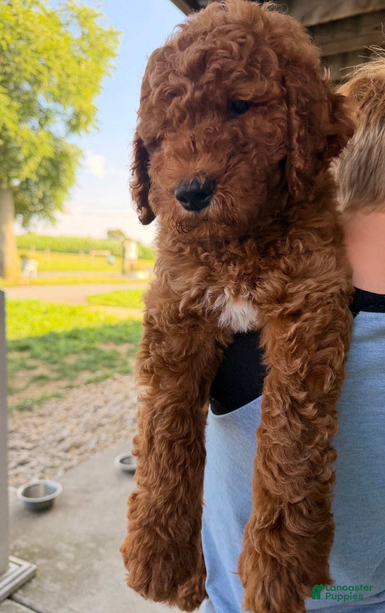 Goldendoodle dogs Ralphy - Ad 2