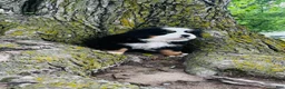 Bernese Mountain Dog dogs for sale: Callahan - Ad 9