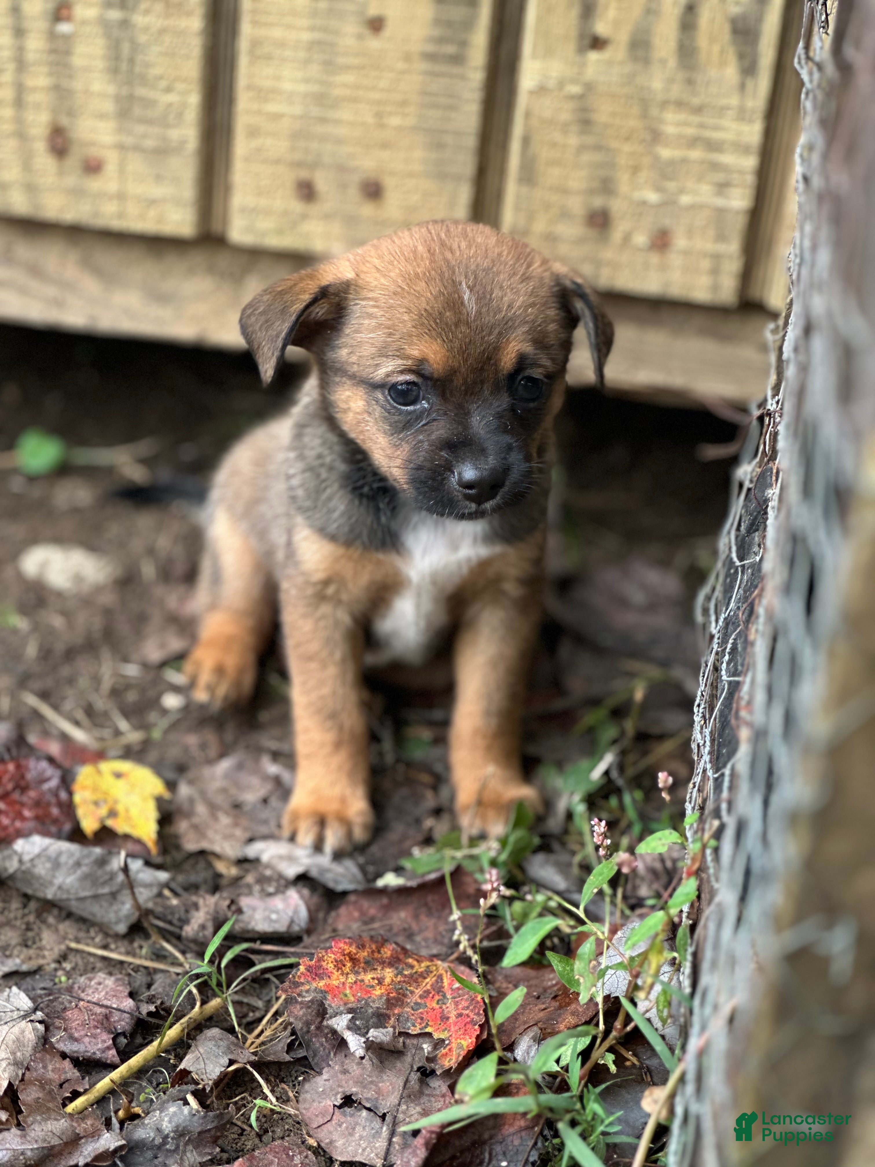 Mixed Breed dogs Chip - Ad 12