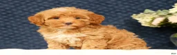 Havapoo dogs for sale: Hazel - Ad 2